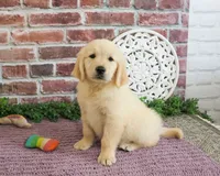 AKC Gwenn, a female Golden Retriever for sale in Syracuse, IN – 1 of 4