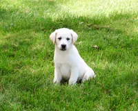 AKC Wanda, a female Labrador Retriever for sale in Syracuse, IN – 4 of 10
