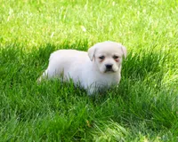 AKC Silvermist , a female Labrador Retriever for sale in Syracuse, IN – 5 of 8