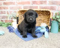 AKC Stanley , a male Labrador Retriever for sale in Syracuse, IN – 5 of 5