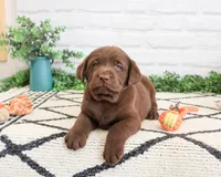 AKC Pumbaa, a male Labrador Retriever for sale in Syracuse, IN – 5 of 7