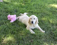 AKC Gwenn, a female Golden Retriever for sale in Syracuse, IN – 2 of 8