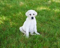 AKC Percival , a male Labrador Retriever for sale in Syracuse, IN – 4 of 9