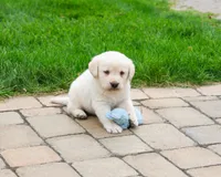 AKC Bucky, a male Labrador Retriever for sale in Syracuse, IN – 4 of 7