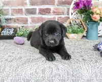 AKC Emilee, a female Labrador Retriever for sale in Syracuse, IN – 4 of 6
