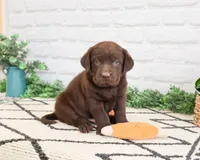 AKC Rafiki , a male Labrador Retriever for sale in Syracuse, IN – 7 of 9