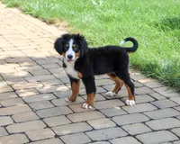 AKC Liberty, a female Bernese Mountain Dog for sale in Syracuse, IN – 2 of 10