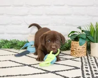 AKC Timon , a male Labrador Retriever for sale in Syracuse, IN – 5 of 8