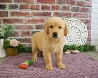 AKC Gracie, a female Golden Retriever for sale in Syracuse, IN – 6 of 6