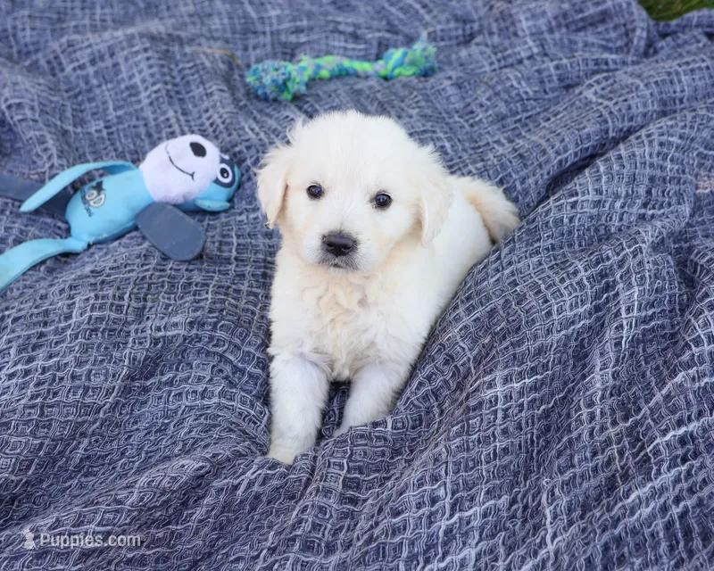AKC Sycamore – English Cream Golden Retriever puppy for sale in Syracuse, IN