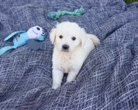 AKC Sycamore, a male English Cream Golden Retriever for sale in Syracuse, IN – 1 of 5