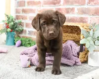 AKC Molly, a female Labrador Retriever for sale in Syracuse, IN – Photo 4 of 7