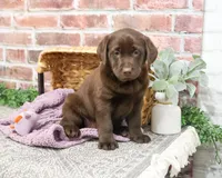 AKC Molly, a female Labrador Retriever for sale in Syracuse, IN – Photo 2 of 7