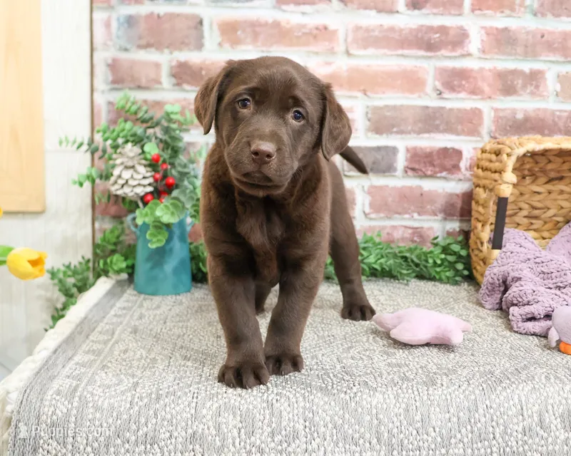 AKC Molly, a female Labrador Retriever for sale in Syracuse, IN – Photo 1 of 7