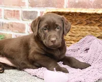 AKC Molly, a female Labrador Retriever for sale in Syracuse, IN – Photo 3 of 7