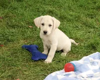 AKC Rambo, a male Labrador Retriever for sale in Syracuse, IN – 3 of 5