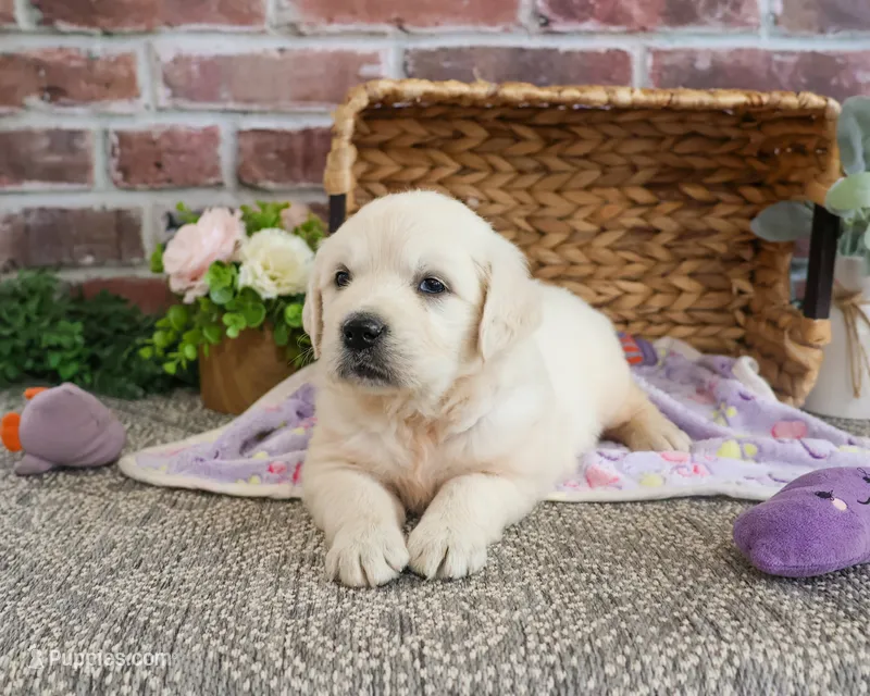 AKC Tallulah – English Cream Golden Retriever puppy for sale in Syracuse, IN