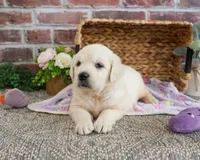 AKC Tallulah, a female English Cream Golden Retriever for sale in Syracuse, IN – 1 of 5