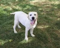 AKC Phineas, a male Labrador Retriever for sale in Syracuse, IN – 4 of 10