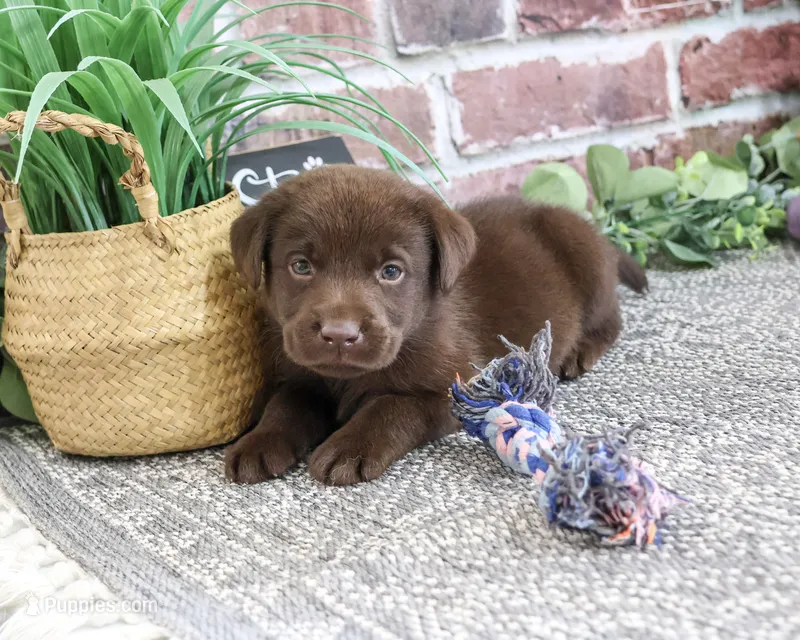 AKC Tootsie  – Labrador Retriever puppy for sale in Syracuse, IN