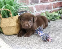 AKC Tootsie , a female Labrador Retriever for sale in Syracuse, IN – 1 of 4