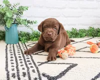 AKC Pumbaa, a male Labrador Retriever for sale in Syracuse, IN – 2 of 7