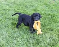 AKC Shawn, a male Labrador Retriever for sale in Syracuse, IN – 2 of 10