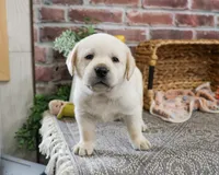 AKC Junior , a male Labrador Retriever for sale in Syracuse, IN – Photo 1 of 10