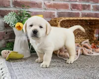 AKC Junior , a male Labrador Retriever for sale in Syracuse, IN – Photo 3 of 10