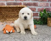 AKC Junior , a male Labrador Retriever for sale in Syracuse, IN – Photo 2 of 10