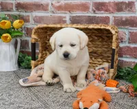 AKC Junior , a male Labrador Retriever for sale in Syracuse, IN – Photo 4 of 10