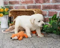 AKC Junior , a male Labrador Retriever for sale in Syracuse, IN – Photo 6 of 10