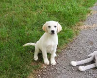AKC Whitney, a female Labrador Retriever for sale in Syracuse, IN – 6 of 10
