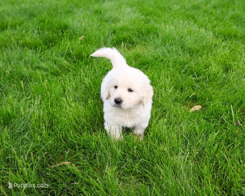 AKC Zachary  – English Cream Golden Retriever puppy for sale in Syracuse, IN