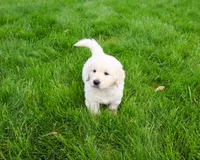 AKC Zachary , a male English Cream Golden Retriever for sale in Syracuse, IN – 1 of 7
