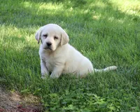AKC Bubbles, a female Labrador Retriever for sale in Syracuse, IN – 6 of 7