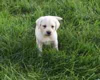 AKC Randy, a male Labrador Retriever for sale in Syracuse, IN – 2 of 4