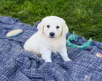 AKC Oak, a male English Cream Golden Retriever for sale in Syracuse, IN – 4 of 7