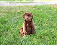 AKC Samuel , a male Labrador Retriever for sale in Syracuse, IN – 4 of 10