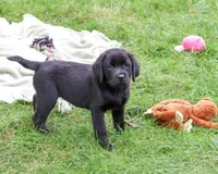 AKC Evangaline, a female Labrador Retriever for sale in Syracuse, IN – 2 of 10