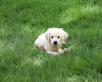AKC Tori, a female English Cream Golden Retriever for sale in Syracuse, IN – 3 of 10