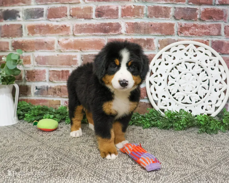 AKC Star – Bernese Mountain Dog puppy for sale in Syracuse, IN