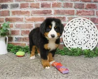 AKC Star, a female Bernese Mountain Dog for sale in Syracuse, IN – 1 of 8
