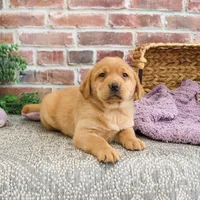 AKC Maxine, a female Labrador Retriever for sale in Syracuse, IN – Photo 5 of 10
