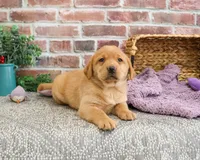 AKC Maxine, a female Labrador Retriever for sale in Syracuse, IN – Photo 2 of 8