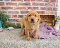 AKC Maxine, a female Labrador Retriever for sale in Syracuse, IN – Photo 1 of 8
