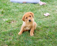 AKC Maxine, a female Labrador Retriever for sale in Syracuse, IN – Photo 2 of 10