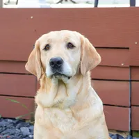 AKC Maxine, a female Labrador Retriever for sale in Syracuse, IN – Photo 9 of 10