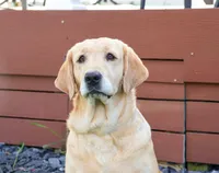AKC Maxine, a female Labrador Retriever for sale in Syracuse, IN – Photo 7 of 8