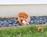 AKC Maxine, a female Labrador Retriever for sale in Syracuse, IN – Photo 4 of 10